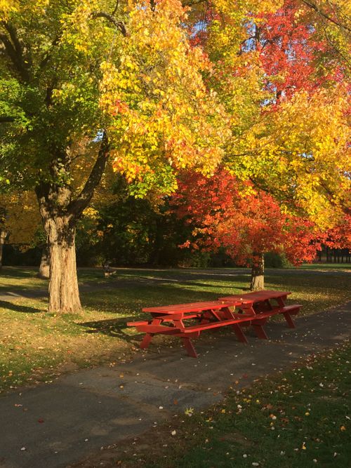 Free Colorful autumn foliage in a park with a red bench under vibrant trees. Stock Photo
