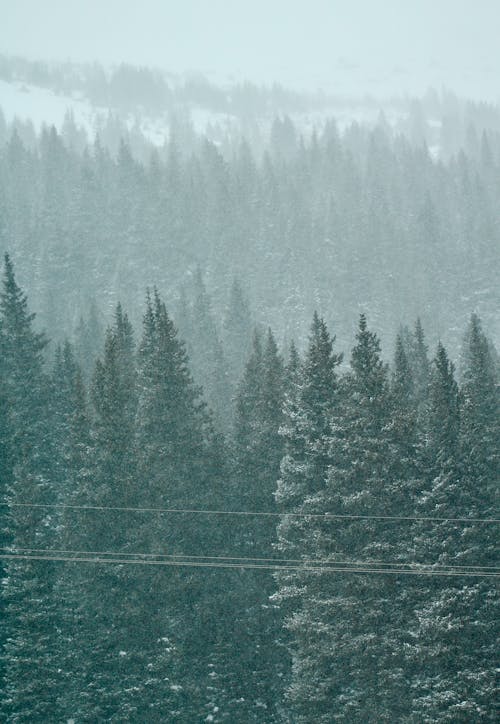 겨울, 나무, 날씨의 무료 스톡 사진