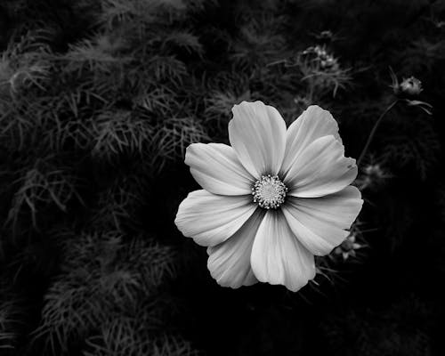 Black and White Photography of Cosmos Flower