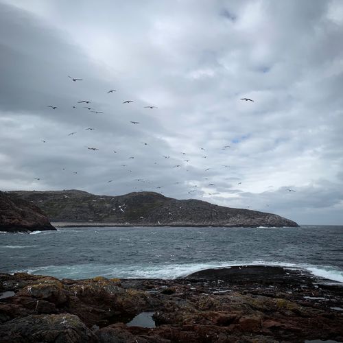 Free Majestic coastal view in Teriberka, Russia with seagulls and rugged landscape under cloudy skies. Stock Photo