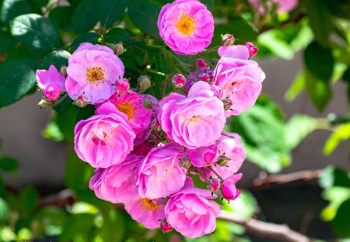 Pink Flowers with Green Leaves in the Garden