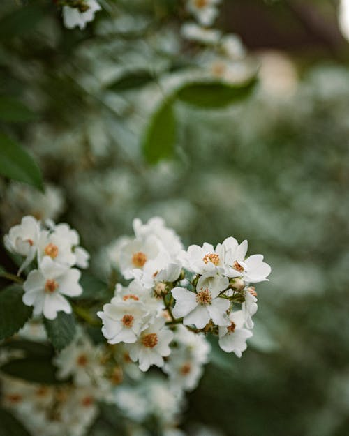 Ingyenes stockfotó fehér virágok, függőleges lövés, növényvilág témában