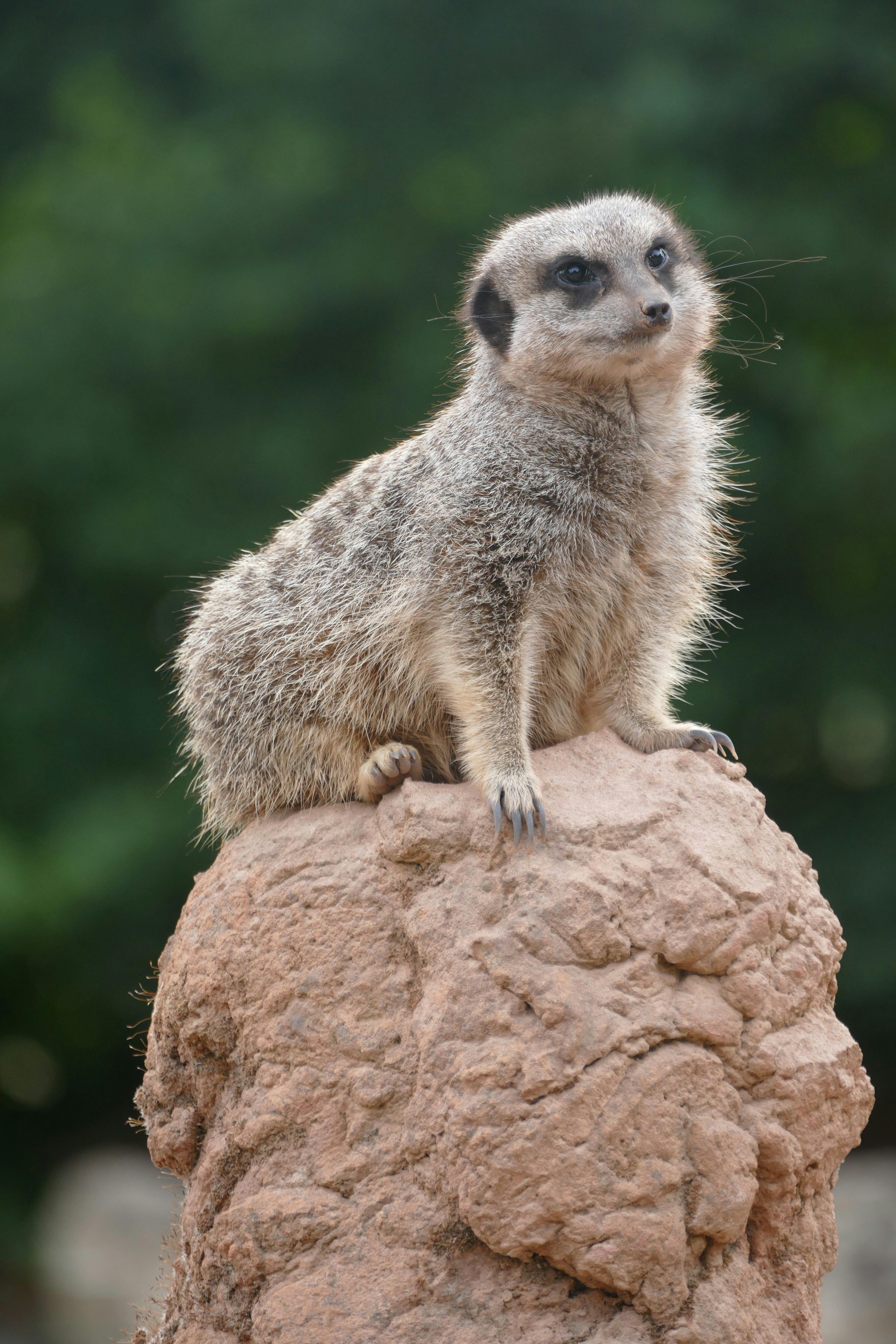 Meerkat Sitting on a Rock · Free Stock Photo