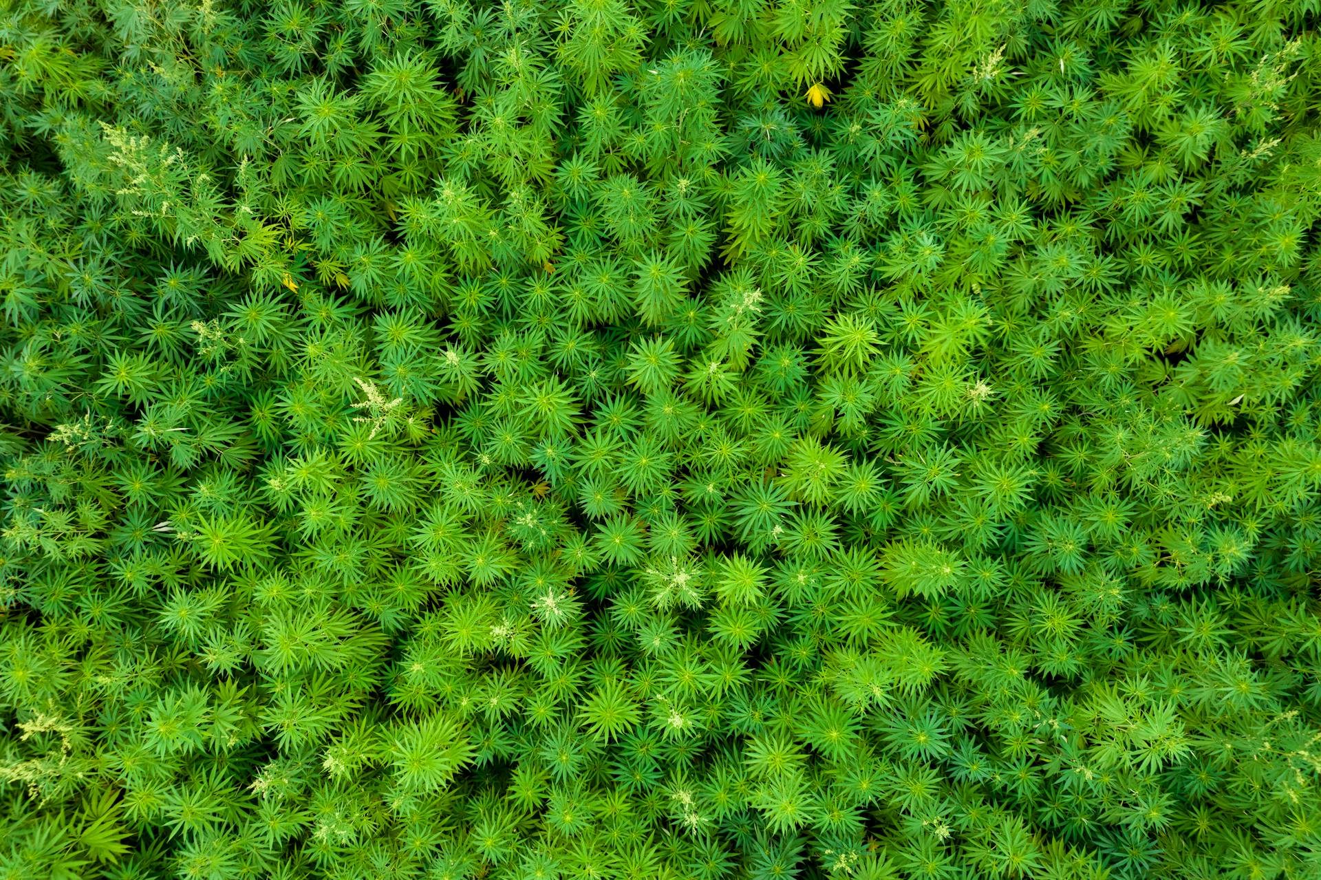 An aerial perspective of a vibrant cannabis field in North Carolina, showcasing dense green foliage.