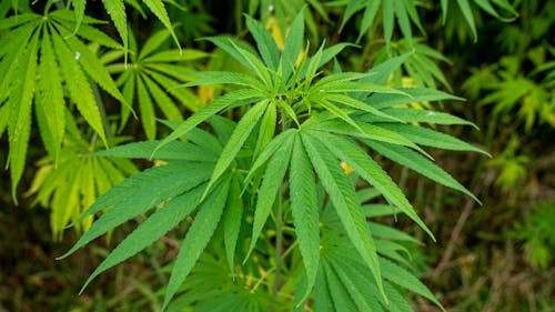 Cannabis Plant in Close Up Photography