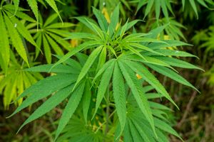 PM’s new narcotics bill equates possession with trafficking