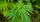 hemp
