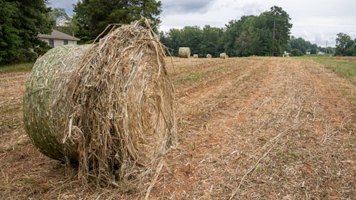 一捆一捆的乾草, 特寫, 田 的 免費圖庫相片