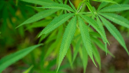 Free Detailed close-up of a vibrant green cannabis leaf in natural surroundings. Stock Photo