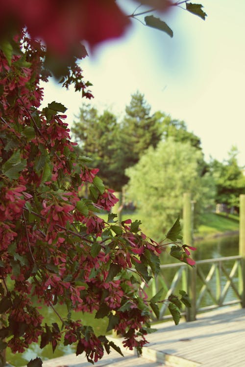 ฟรี คลังภาพถ่ายฟรี ของ ดอกไม้สีชมพู, ธรรมชาติ, ยิงแนวตั้ง คลังภาพถ่าย