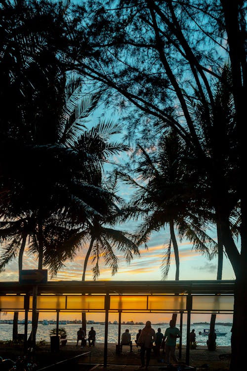 Silhouette of Palm Trees Near Body of Water