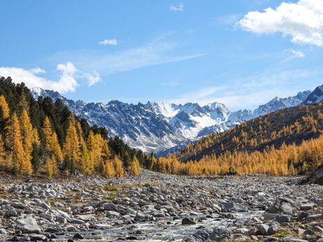 Vibrant autumn landscape with mountains, yellow larch trees, and a rocky riverbed under a clear sky.