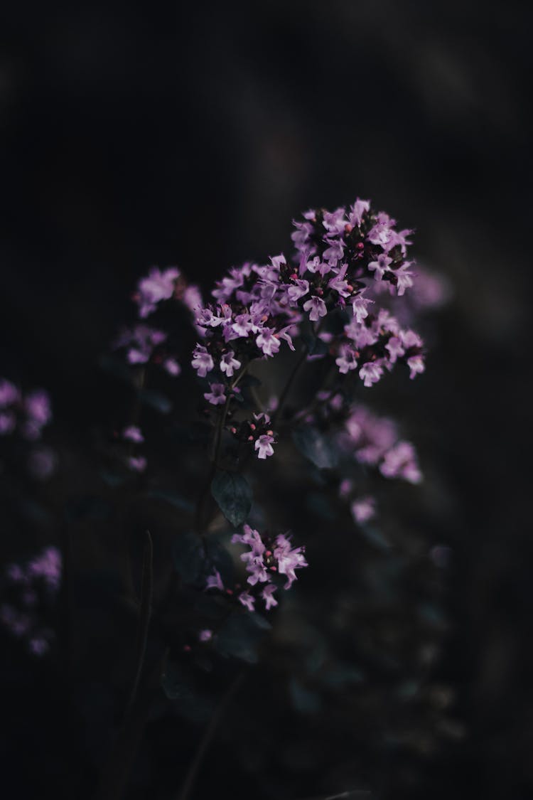 Close Up Of Purple Flowers