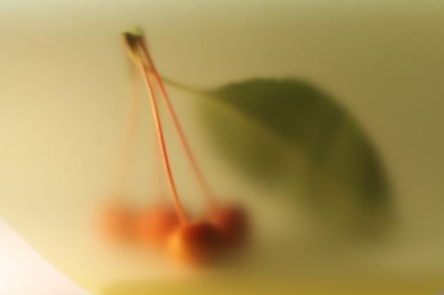 Free stock photo of berry, cherry, fog Stock Photo