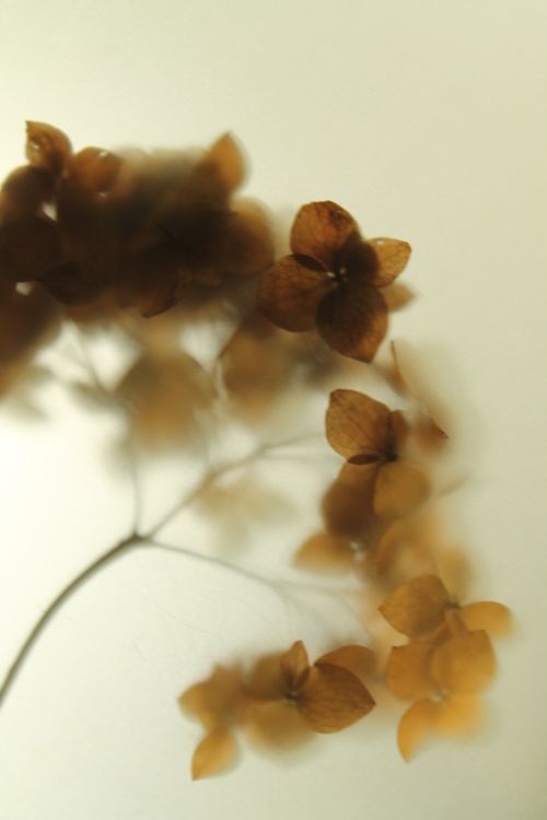 Free stock photo of autumn, brown leaves, hydrangea Stock Photo