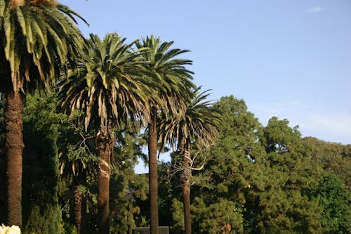 Ilmainen kuvapankkikuva tunnisteilla palmupuut, puut