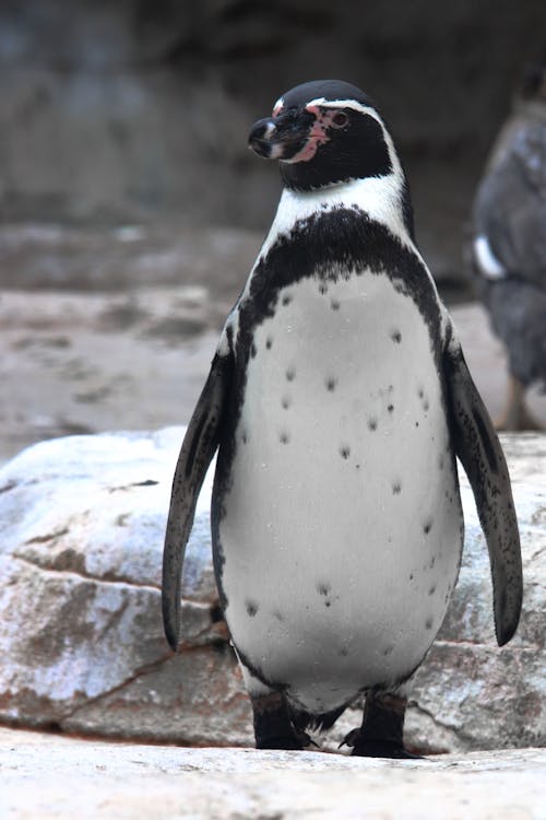 Fotobanka s bezplatnými fotkami na tému divočina, postavenie, tučniak
