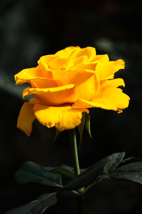 A Close Up Shot of a Yellow Flower