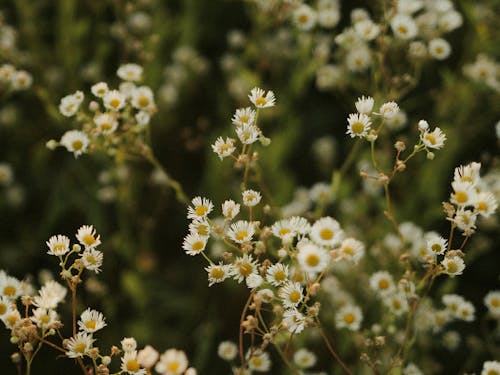 Gratis arkivbilde med årstid, blomsterblad, botanisk