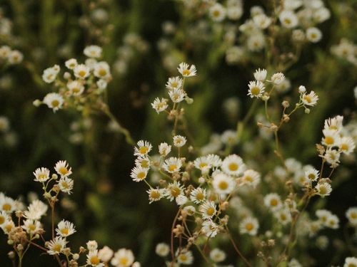 Free A close-up shot of delicate white daisies blooming in a natural outdoor setting. Stock Photo