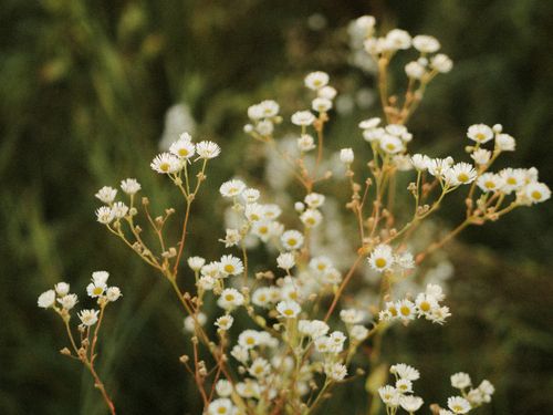 Free Beautiful close-up of delicate wildflowers in their natural habitat, conveying a serene and organic feel. Stock Photo