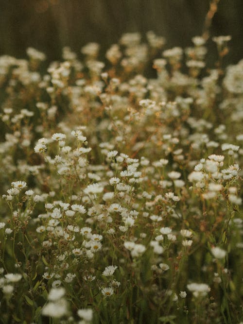 Ingyenes stockfotó fehér virágok, fű, függőleges lövés témában