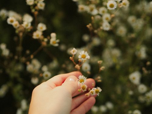 Free A close-up of a hand gently touching small blooming daisies in a lush garden setting. Stock Photo