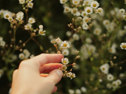 Free A hand gently touches small blooming daisies in a natural setting, emphasizing connection with nature. Stock Photo