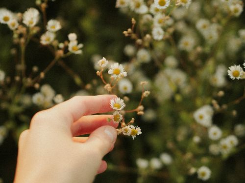 Free A delicate hand holding small white wildflowers in a tranquil outdoor setting. Stock Photo