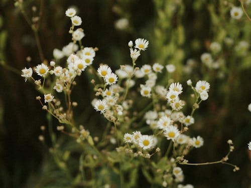 Bezpłatne Darmowe zdjęcie z galerii z białe stokrotki, fotografia kwiatowa, głębia pola Zdjęcie z galerii