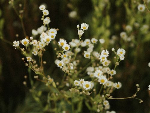 Free A serene close-up of delicate white daisies blooming in a lush garden setting. Stock Photo
