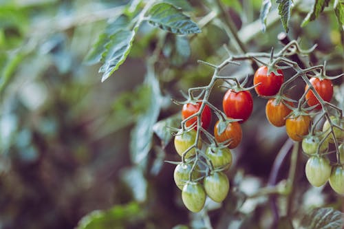 Free Green and Red Oval Fruits Stock Photo
