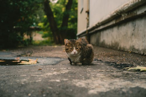 Tabby Cat on Gray Concrete Floor