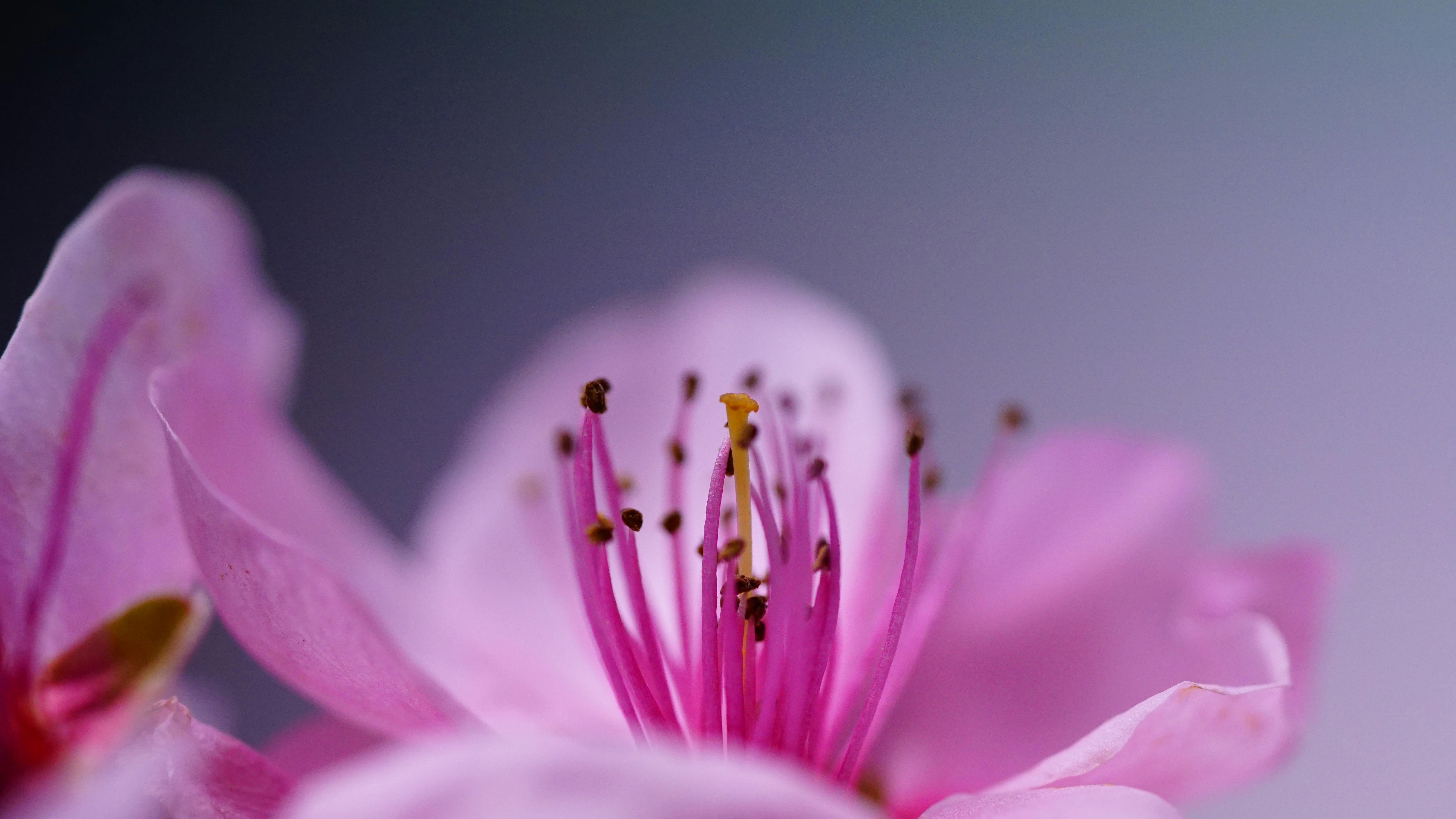 A vibrant macro photograph capturing the delicate details of a pink blossom flower with striking petal and stamen features.
