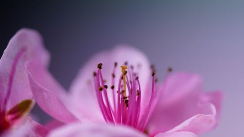 Foto Makro Mekar Merah Muda Bunga Sakura