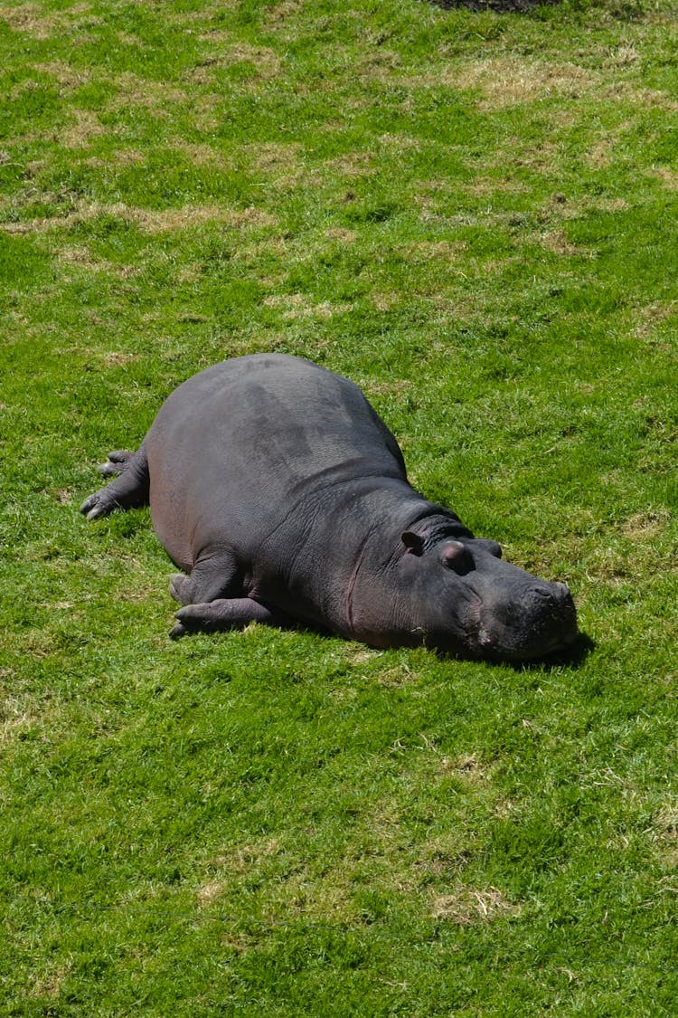 A Hippopotamus Sleeping On The Grass