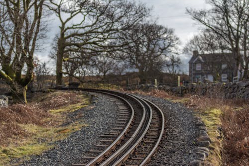 Eisenbahn Umgeben Von Verwelkten Bäumen