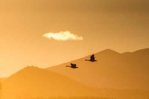 Silhouettes of Birds Flying
