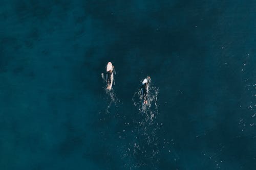 Top View of a People Using Surfboard