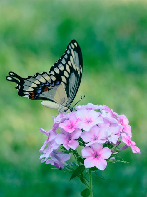 Black and White Butterfly Perched on Pink Flowers
