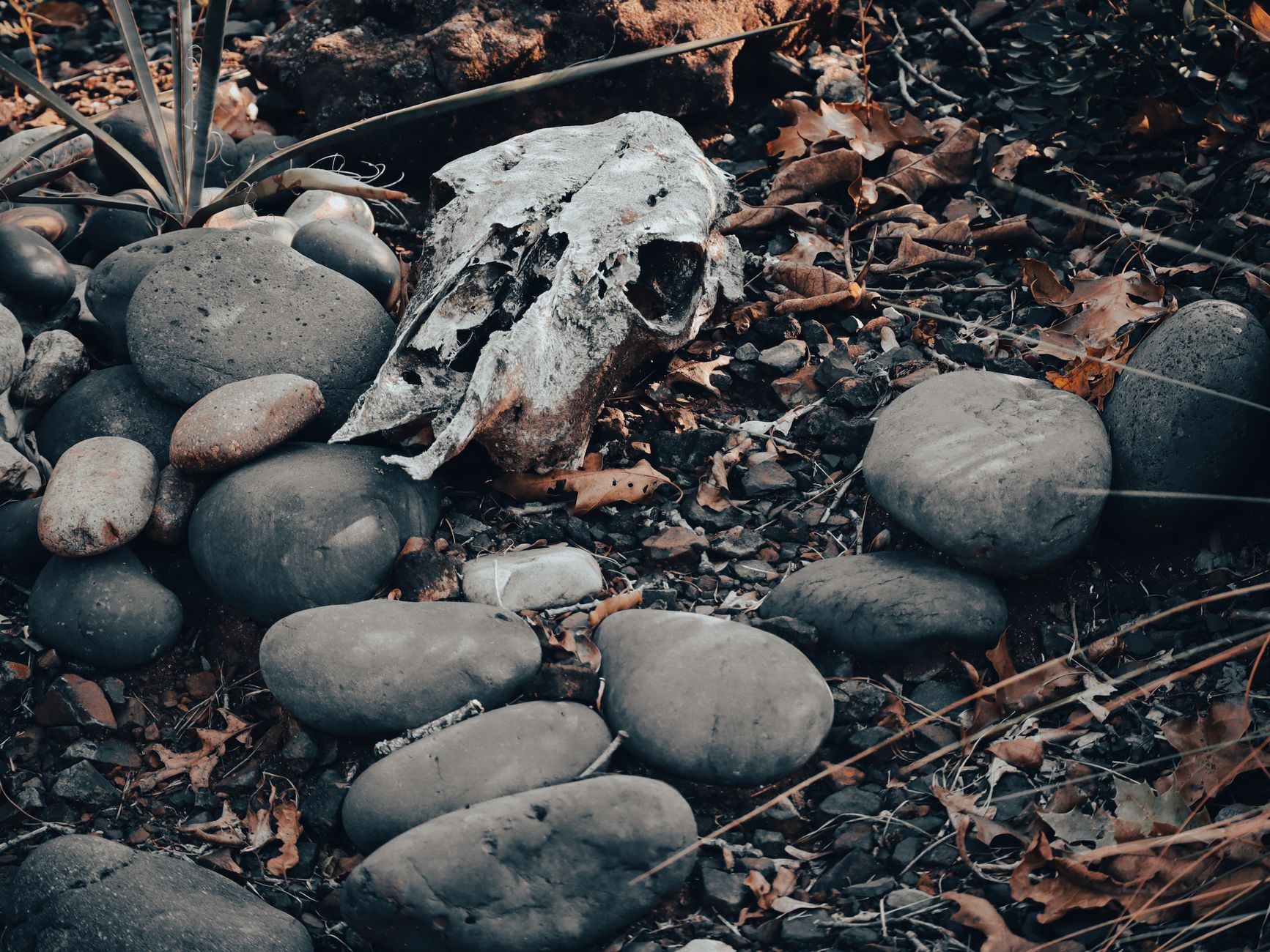 Animal skull surrounded by smooth stones and fallen leaves, evoking autumn wilderness.
