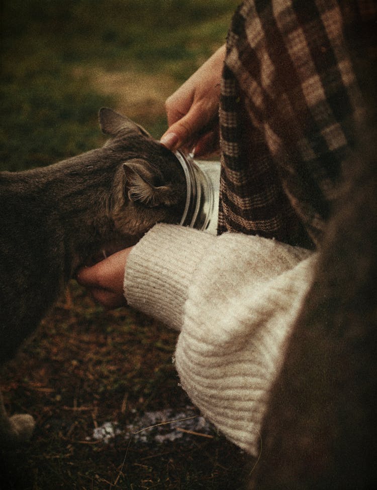 Close-up Of Woman Feeding A Cat 