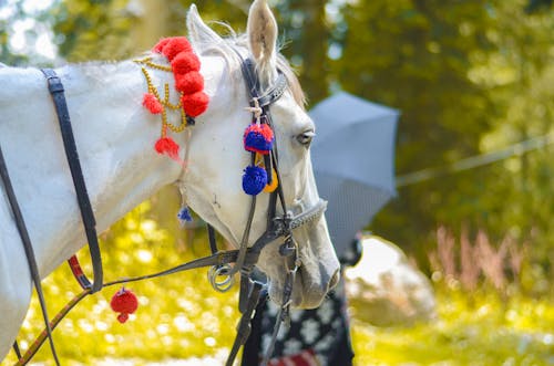 Free stock photo of animal, horse, horse head