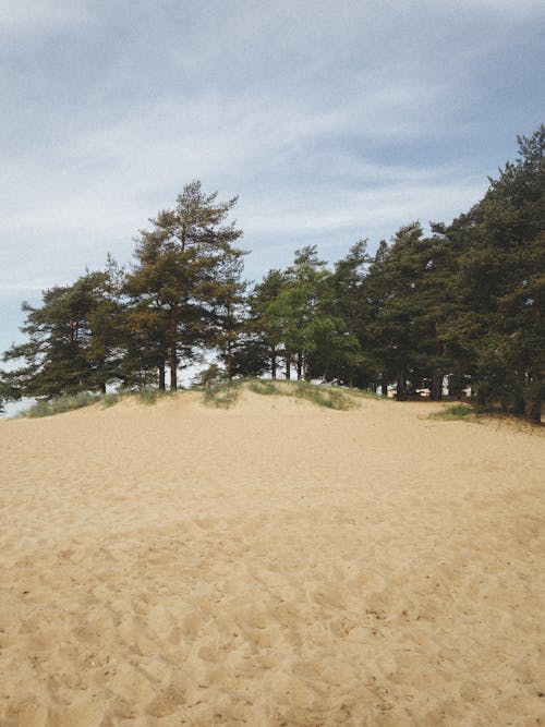 Ilmainen kuvapankkikuva tunnisteilla hiekka, luontokuvaus, puut