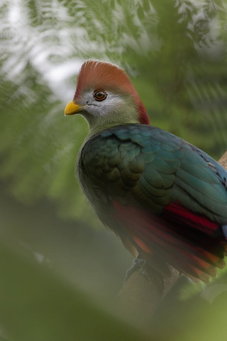 Close-up Of A Red-crested Turaco