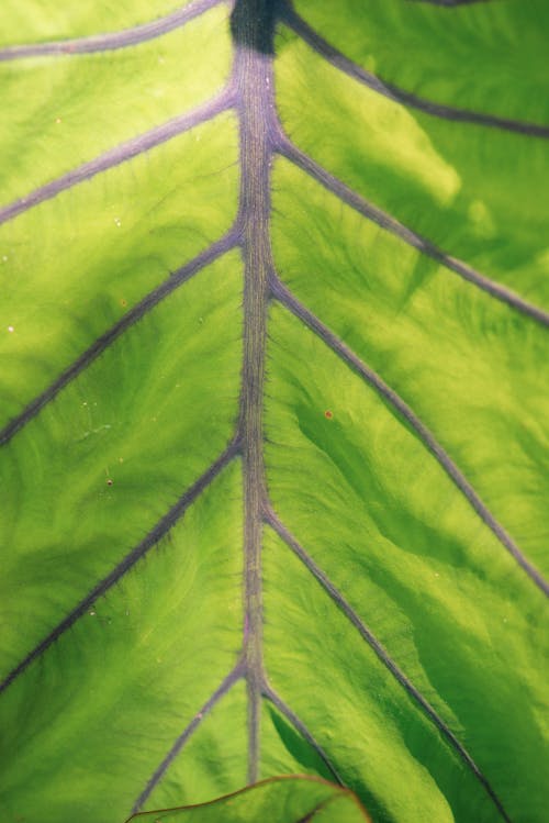 Free stock photo of close-up, green, leaf