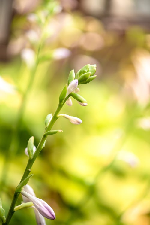 Free stock photo of bloom, bud, flower