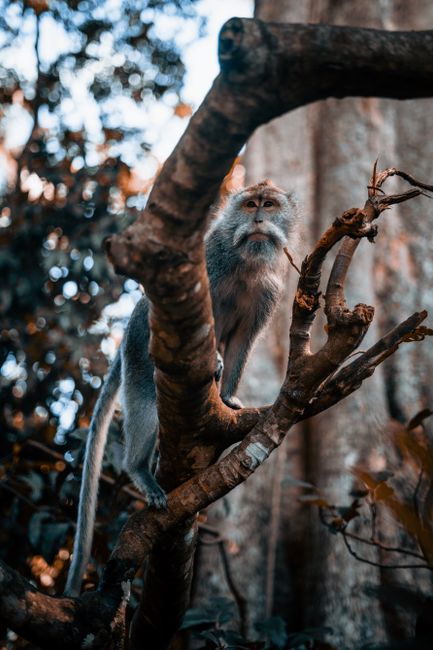 Fotomural Un mono está sentado en una rama de árbol en el bosque de Bali, Indonesia, durante el otoño.