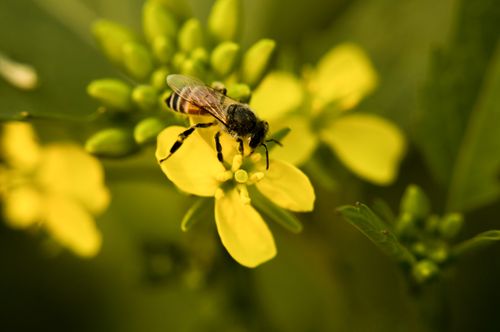 Free Macro shot of a bee collecting pollen from a vibrant yellow flower, showcasing nature's beauty. Stock Photo