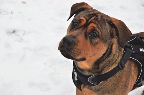 강아지, 개, 겨울의 무료 스톡 사진